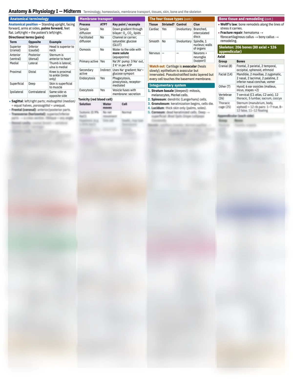 Preview of the one-page Anatomy & Physiology I Midterm study sheet